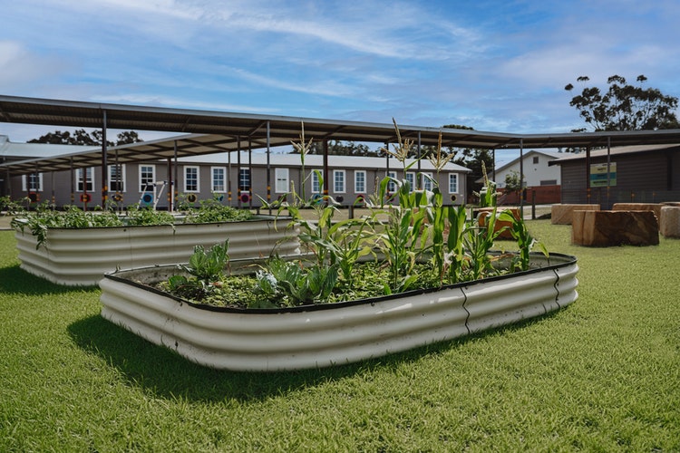 Two colourbond garden beds containing young vegetable plants are surrounded by a grassed area. Covered walkways and buildings can be seen in the distance.